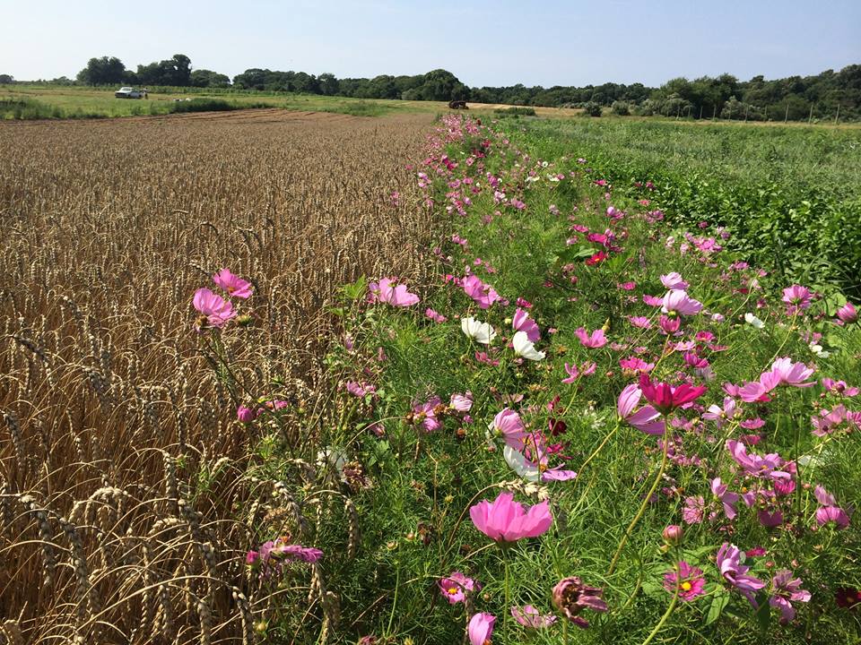 Flower fields at Amber Waves Farm, Amagansett NY