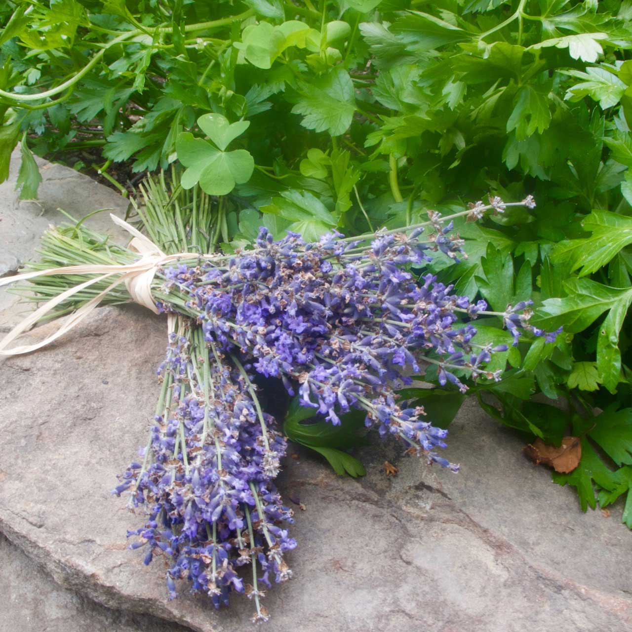 DD_Lavender—7 Lavender from Balsam Farms East Hampton NY