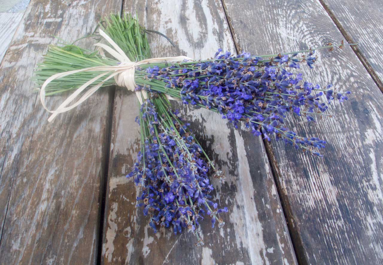DD_Lavender—8 Lavender from Balsam Farms East Hampton NY