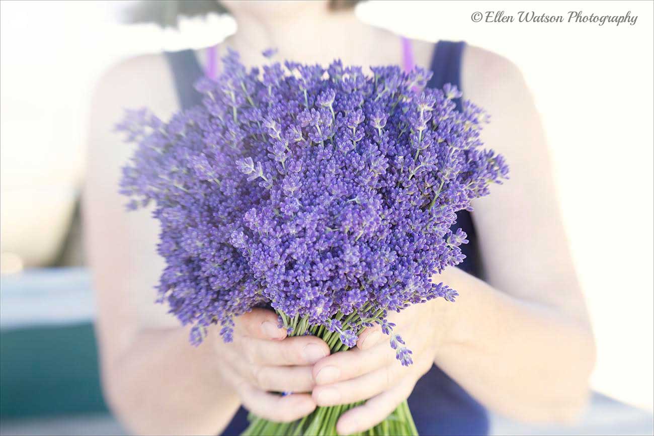 Lavender © Ellen Watson Photography