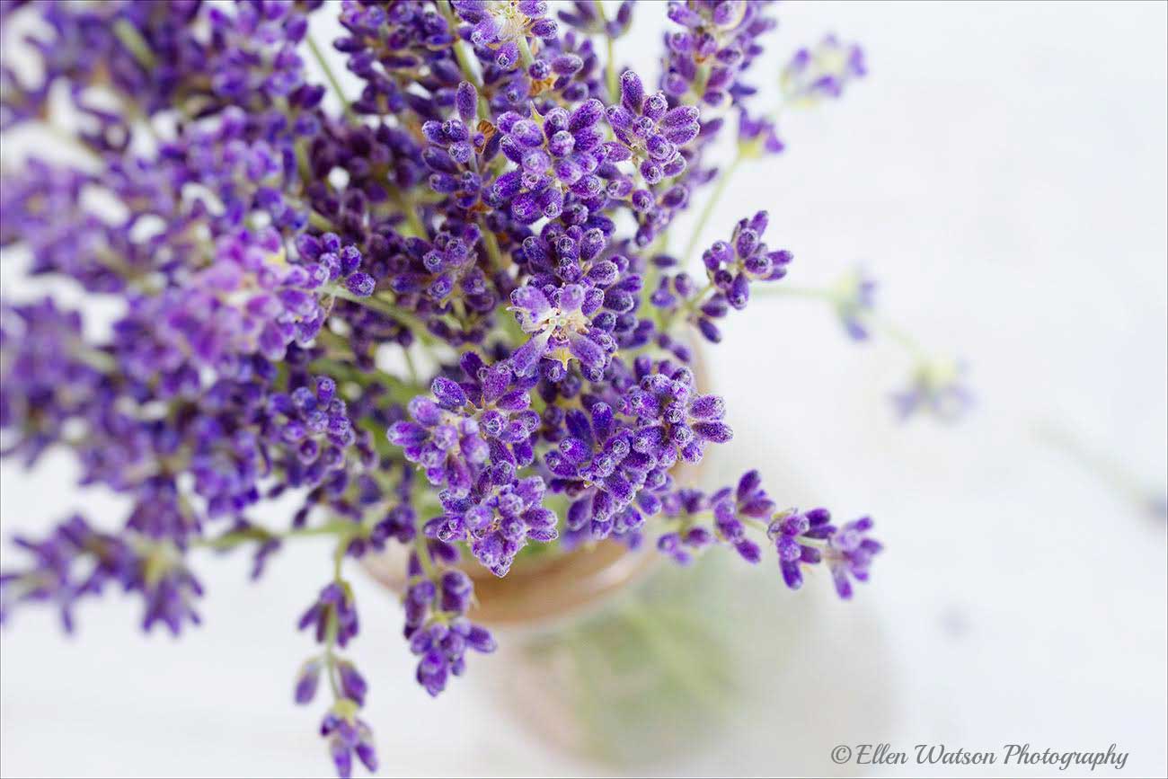 Lavender © Ellen Watson Photography