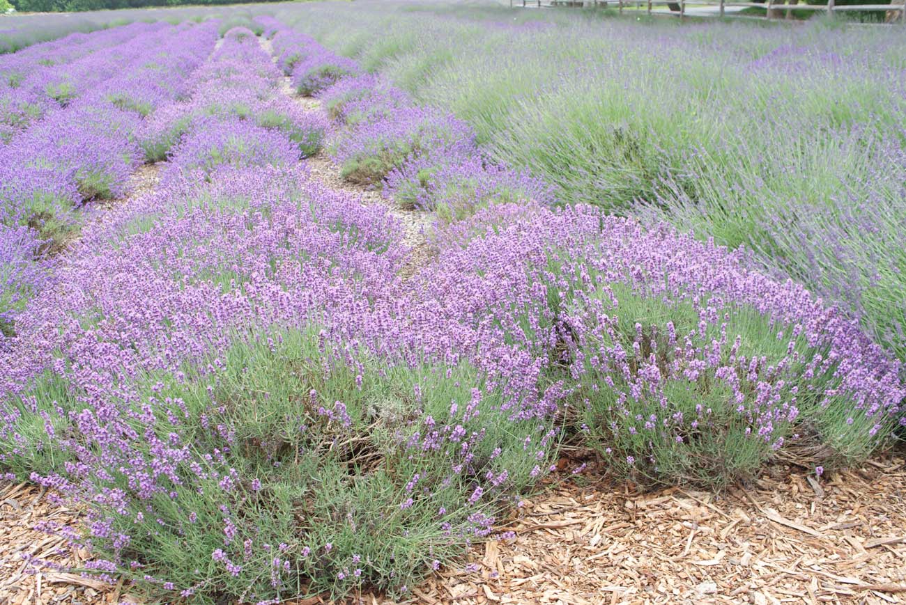 Fields of Lavender in the Hamptons