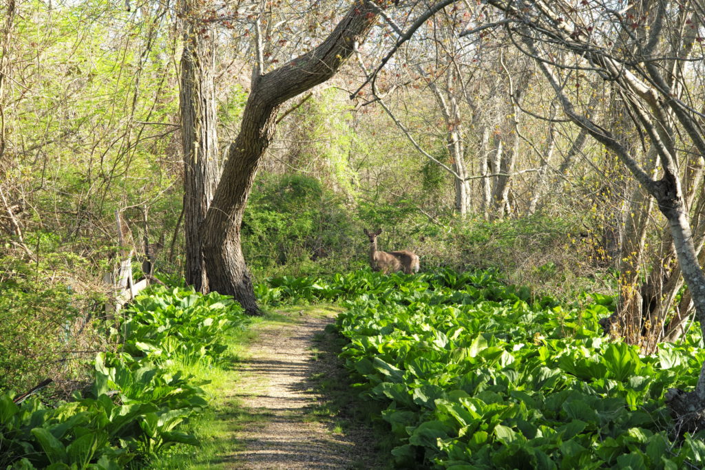 A deer in the Woods in East Hampton