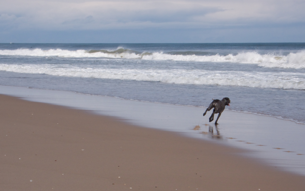 A Dog Playing on the Beach