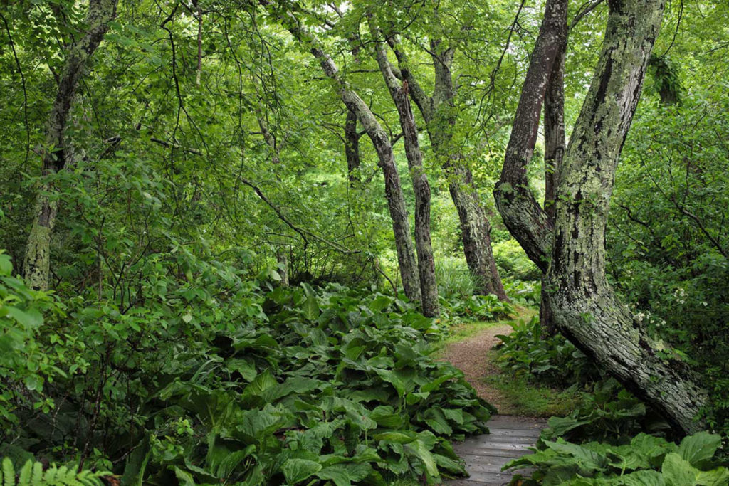 Image of LVIS Nature Trails