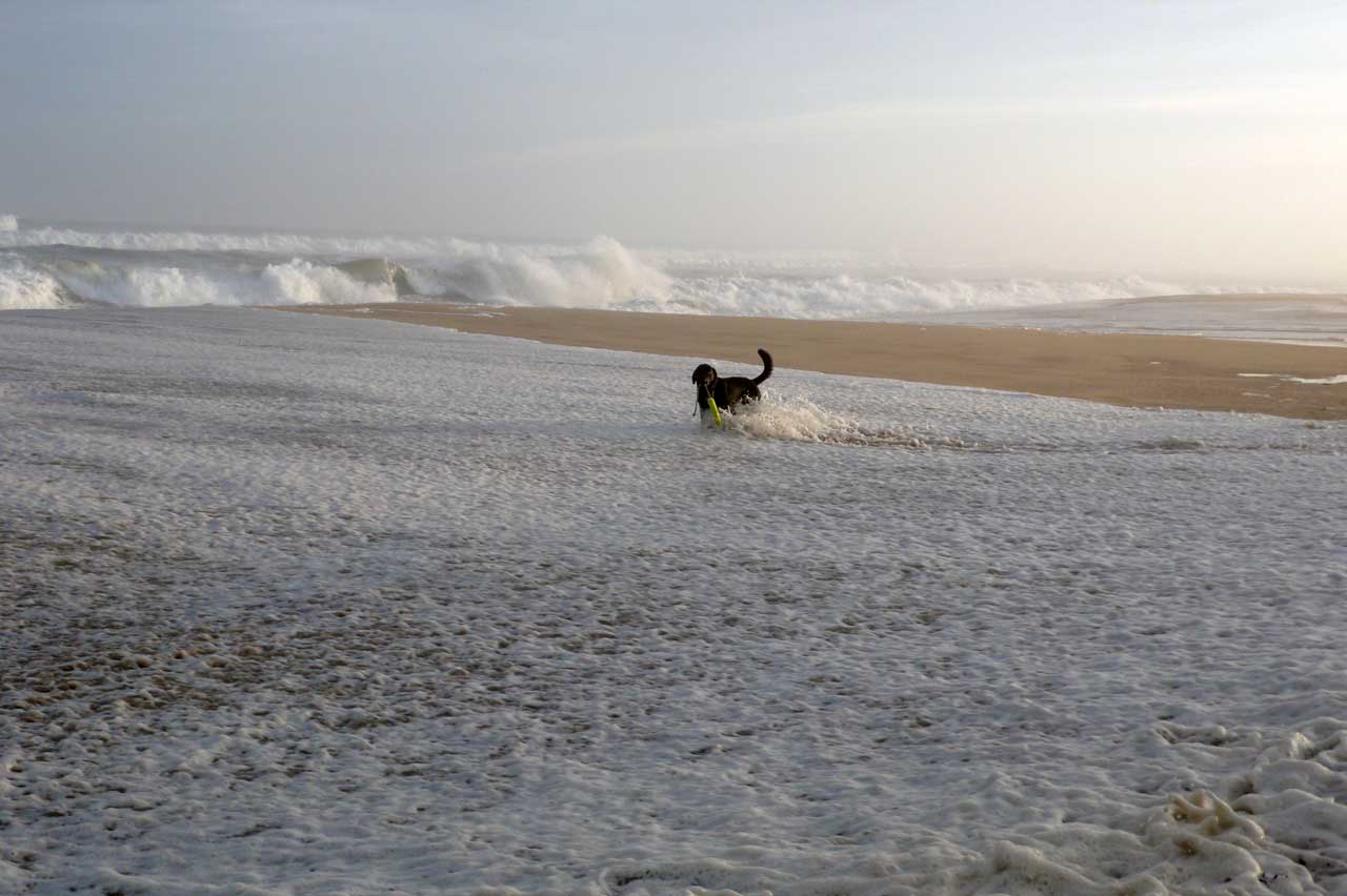 Image of a dog in the surf at Main Beach, East Hampton, NY