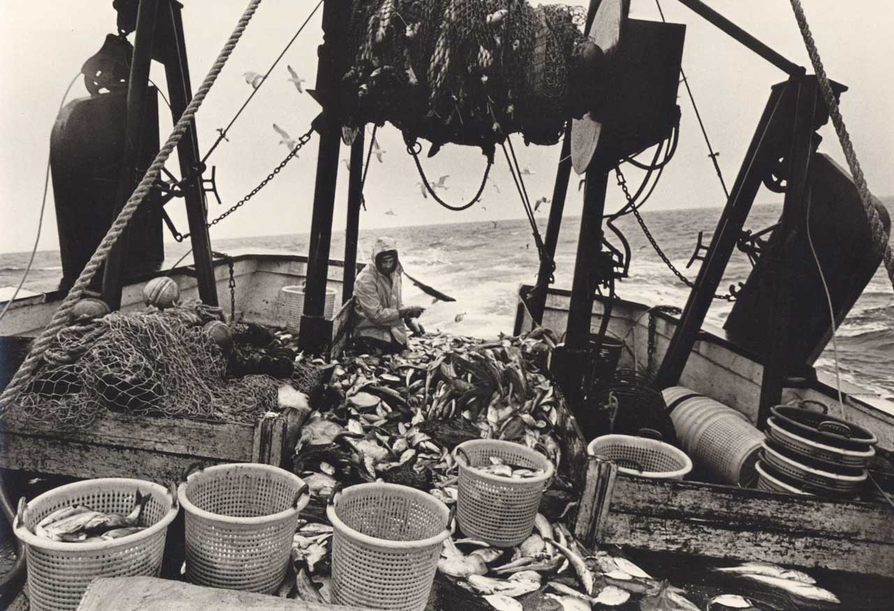 Photograph from Men’s Lives by Peter Matthiessen: Picking and sorting fish, Don Pagliughi on the Donna Lee. Copyright Photographer Doug Kuntz, 1970’s.