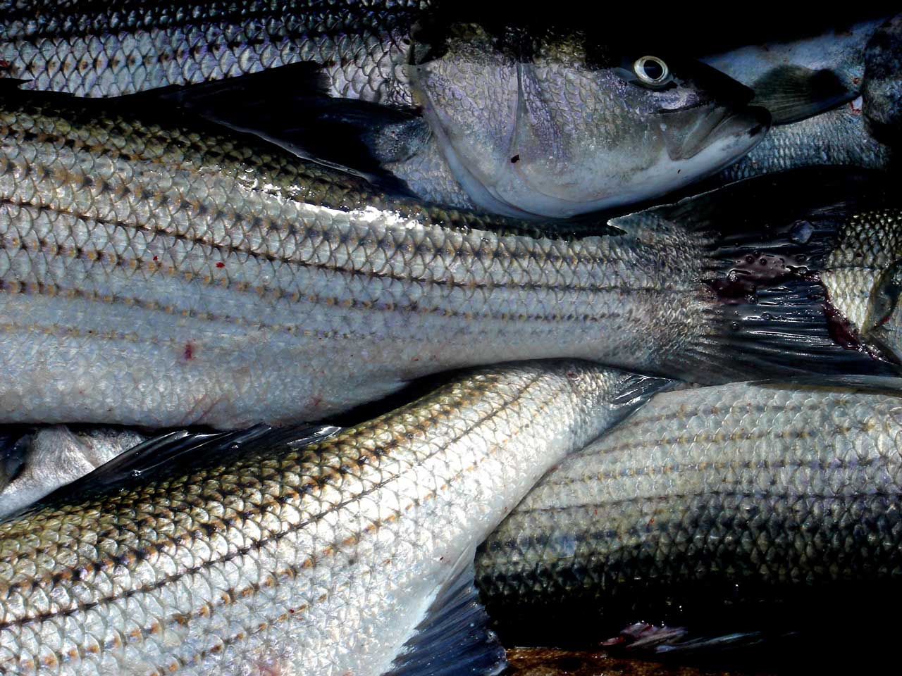Image of a Striped Bass in Montauk Harbor