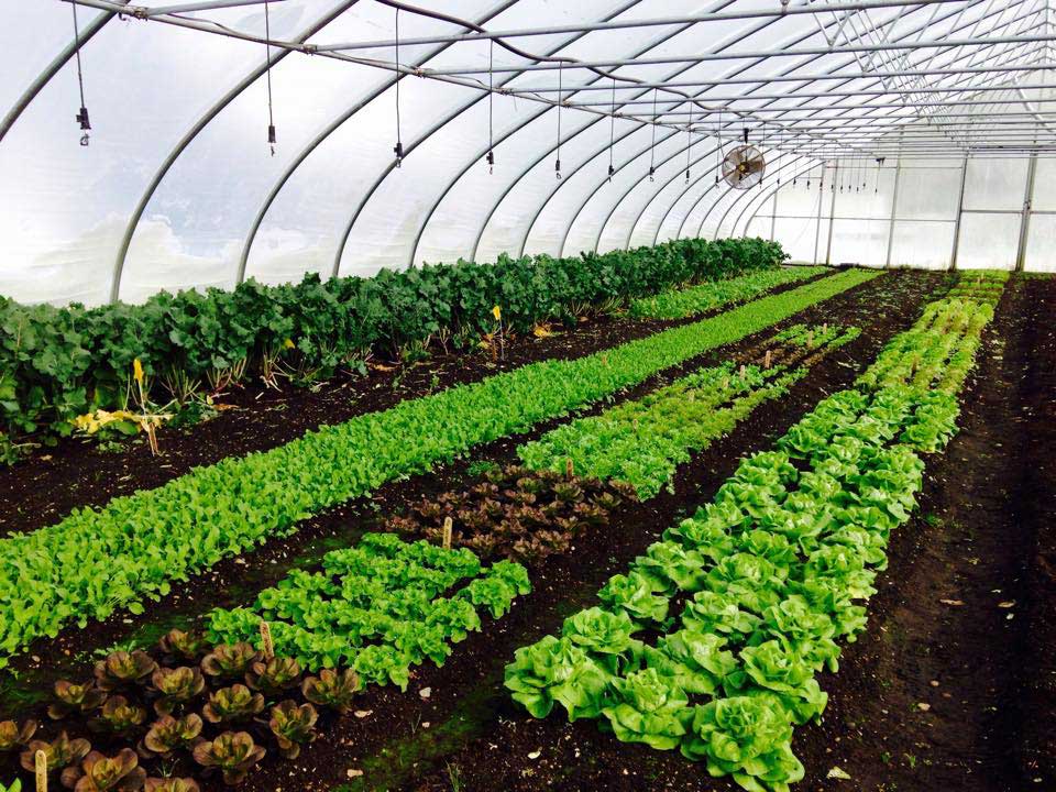 The Four Season Farm Greenhouse Image of the Four Season Farm Greenhouse
