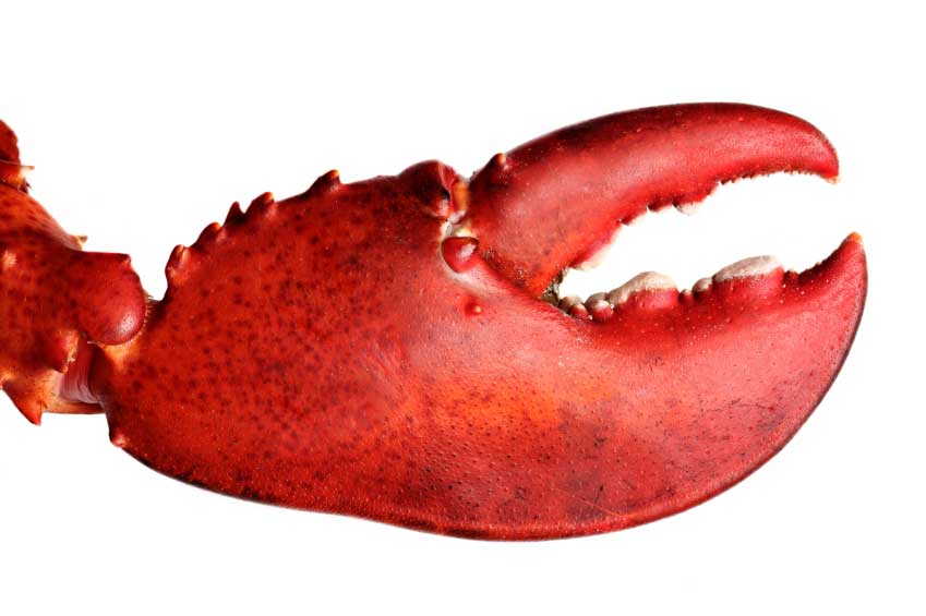 Image of a lobster craw