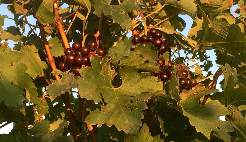 The North Fork of Long Island - Grapes on the Vine