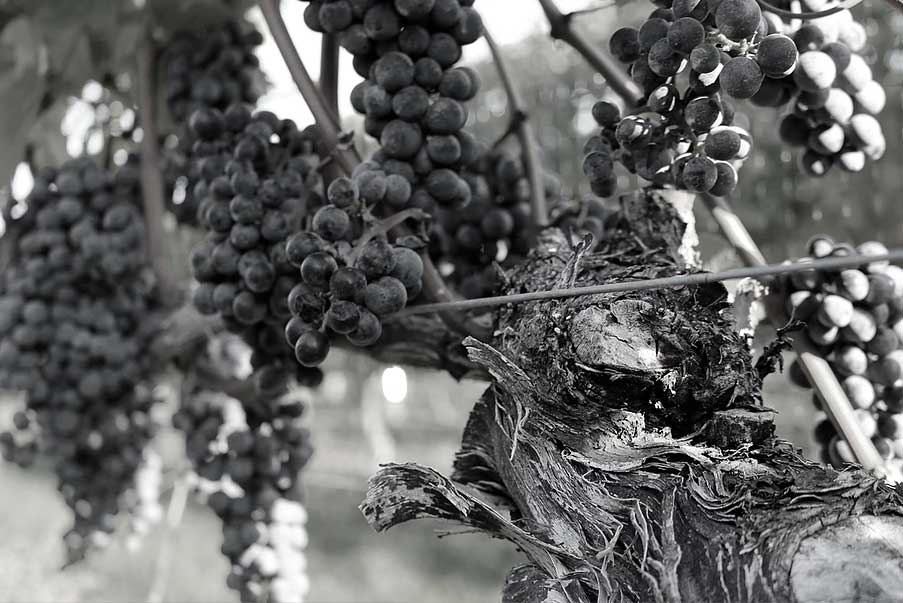 Roanoke Grapes on the Vine, in Black & White
