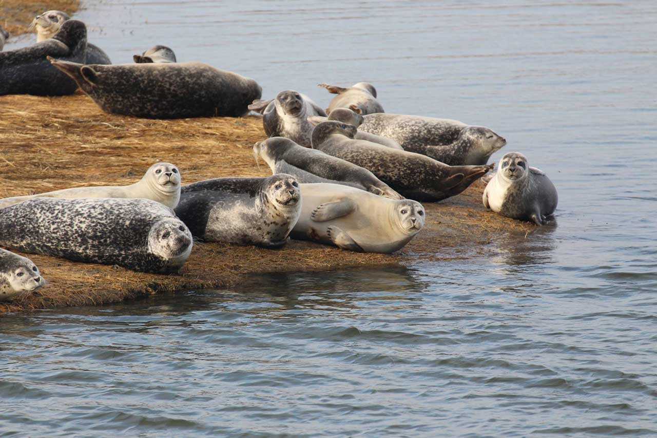 Seal Watching - CRESLI Seal Watching - CRESLI