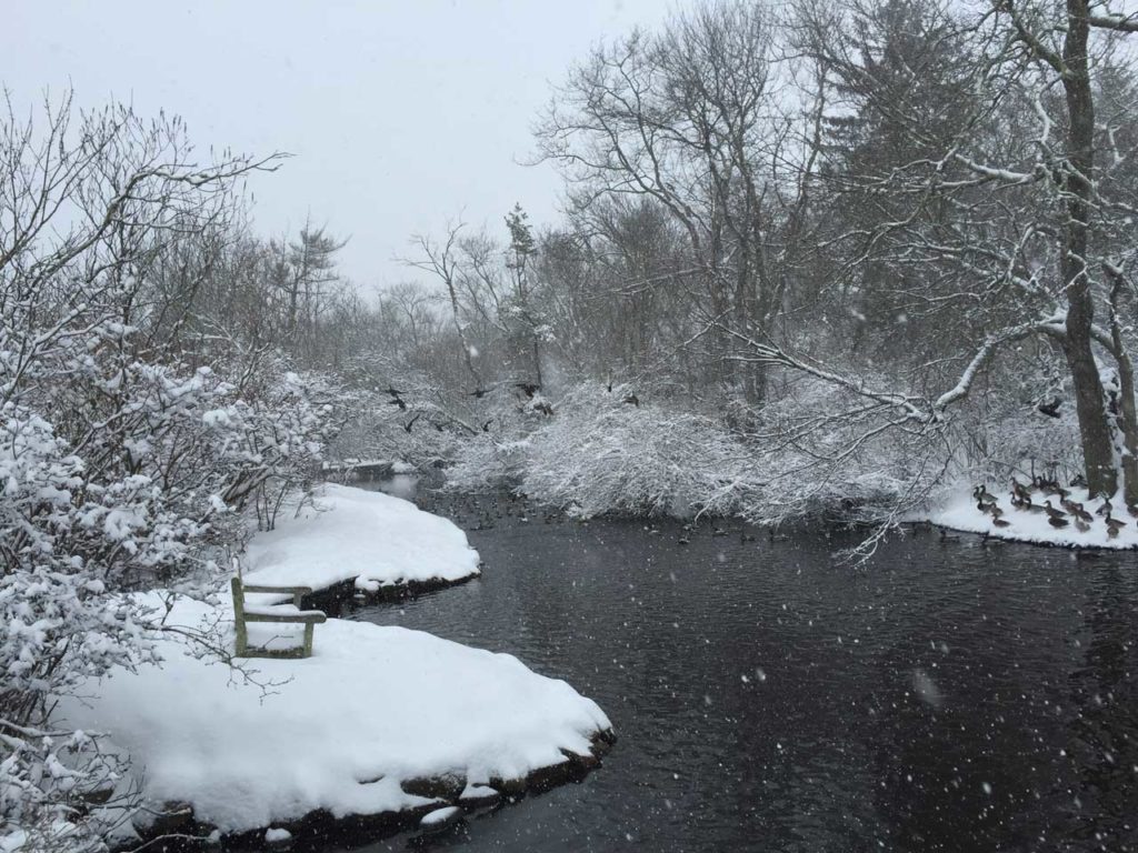 East Hampton Nature Trails, Duck Pond In the Snow