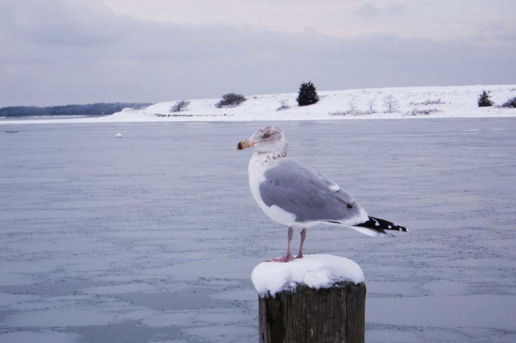 Seagull Keeping Watch over Northwest Harbor