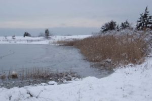 Northwest Harbor Tidal Wetlands