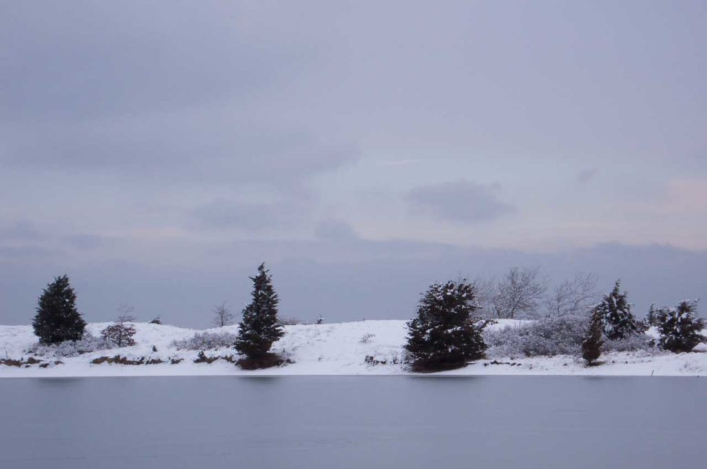 Cedars Across the Frozen Harbor