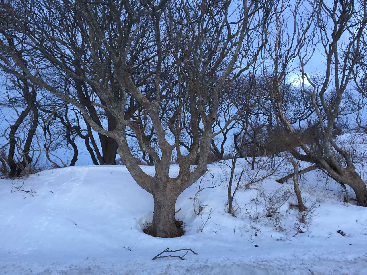 Old Beach Lane - Winter Tree Old Beach Lane - Winter Tree