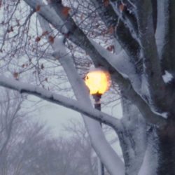East Hampton Village Street Light in Snowy Branches