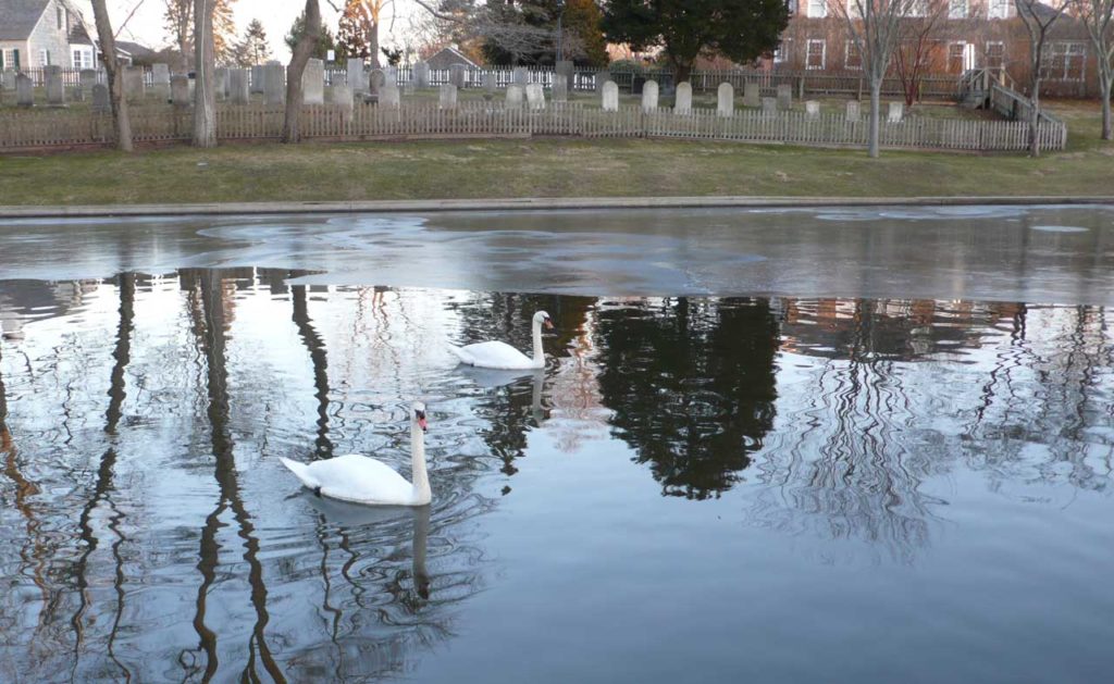 East Hampton town Pond Swans - Winter