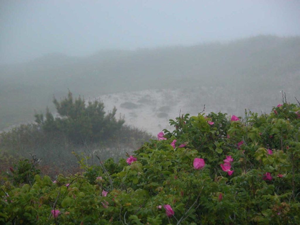 Beach Roses in East Hampton Dunes - Fog