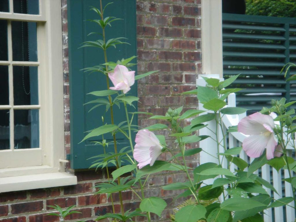 Mimi Meehan Native Plant Garden - Detail of Pink Hibiscus, Brick & Green Shutters