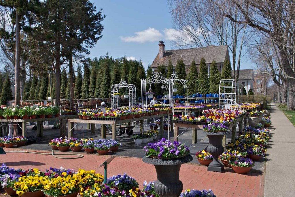 Wittendales, East Hampton Village - Spring Flowers For Sale