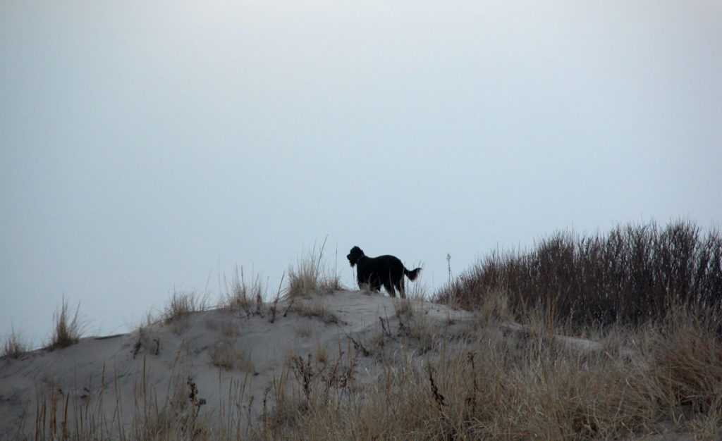 Dog in the Dunes