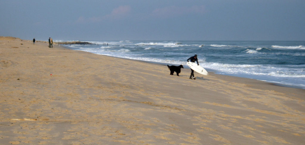 This Dog Wants to Go Surfing, Too!