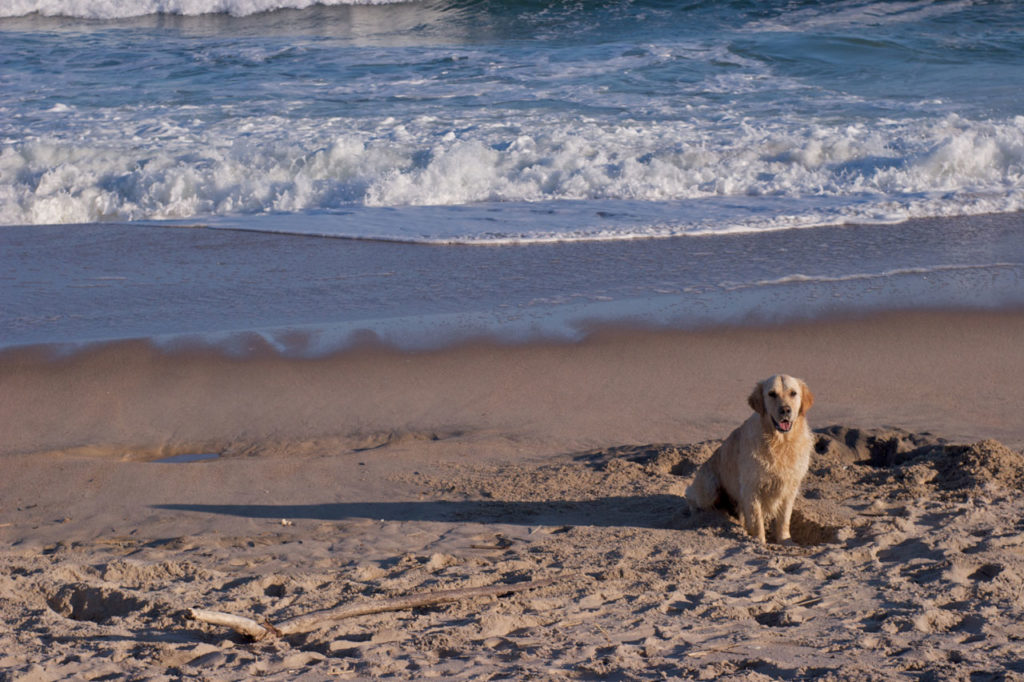 Happy Dog on Egypt Beach