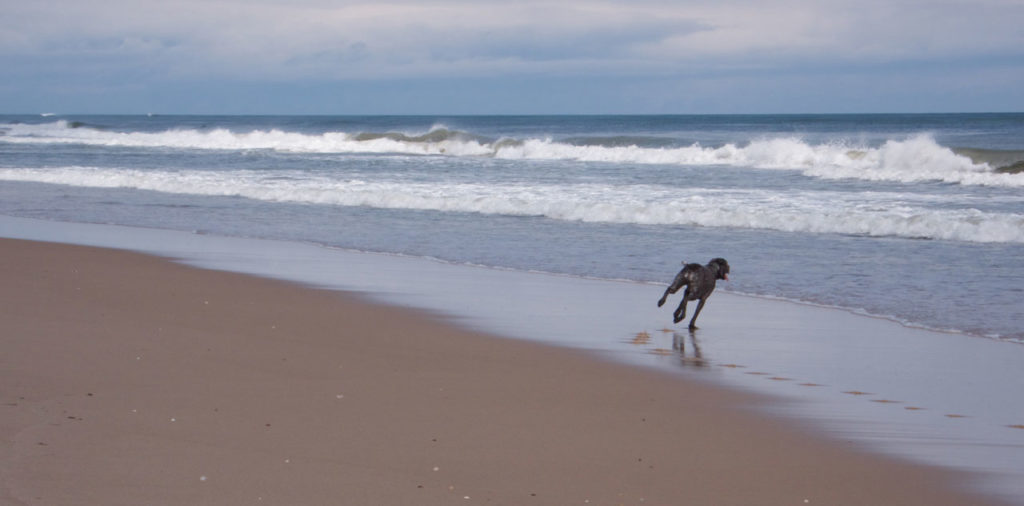 Black Dog Running into the Ocean