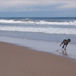 Black Dog Running into the Ocean