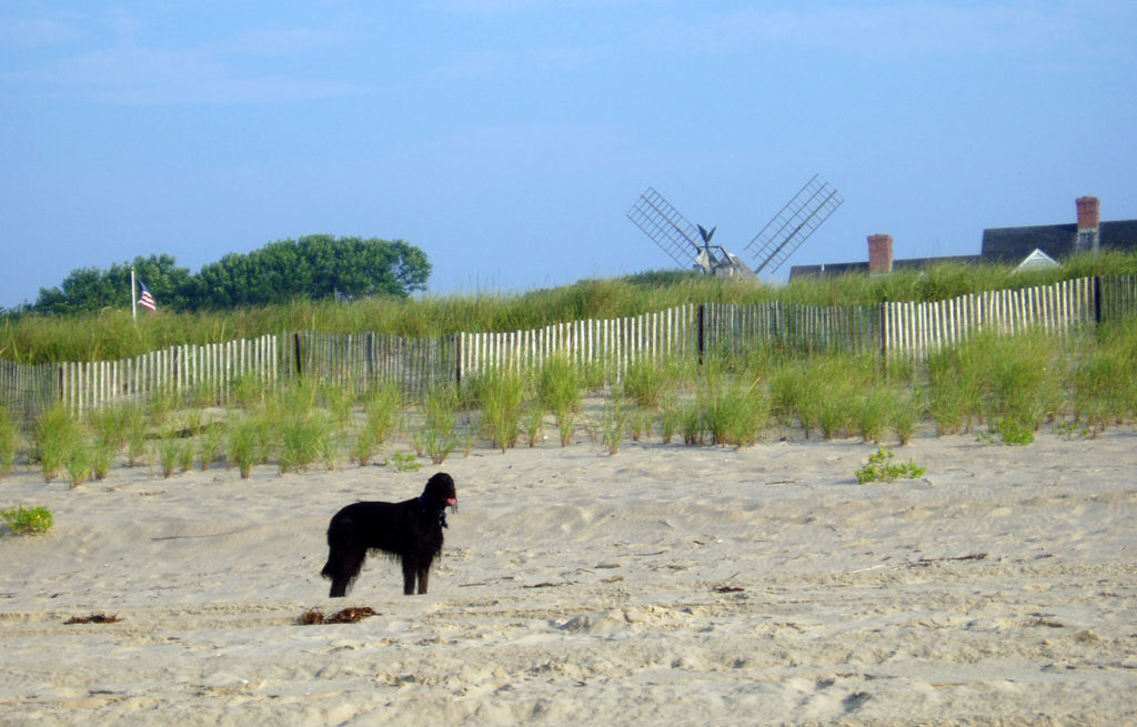 Black Dog Looking at a Windmill on Atlantic Beach, Amagansett