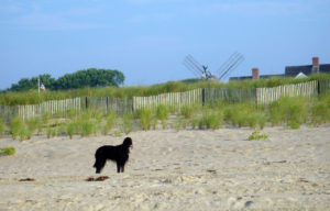 Black Dog Looking at a Windmill on Atlantic Beach, Amagansett