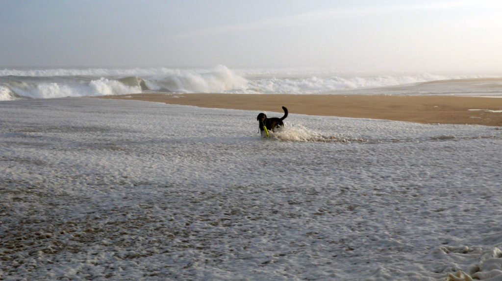 Black Dog in the Ebb Tide on Egypt Beach