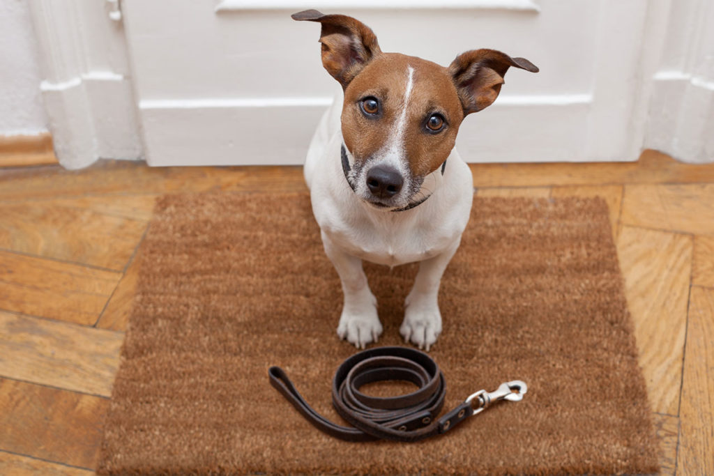 Dog Waiting for a Walk with His Favorite Leash - Courtesy of Wag