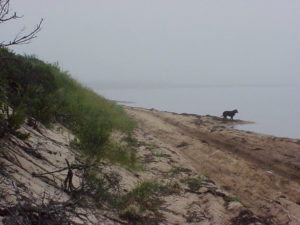 Puppy on Napeague Harbor Beach at High Tide