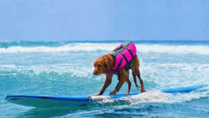 Surfer Dog - Courtesy of The Dog Film Festival