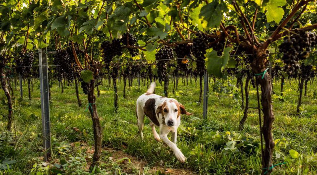 A Happy Vineyard Dog