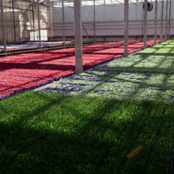 Multi-Color Microgreens Growing in a Koppert Cress Greenhouse - photo by David Benthal Courtesy of northforker