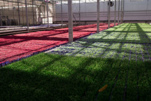 Multi-Color Microgreens Growing in a Koppert Cress Greenhouse - photo by David Benthal Courtesy of northforker