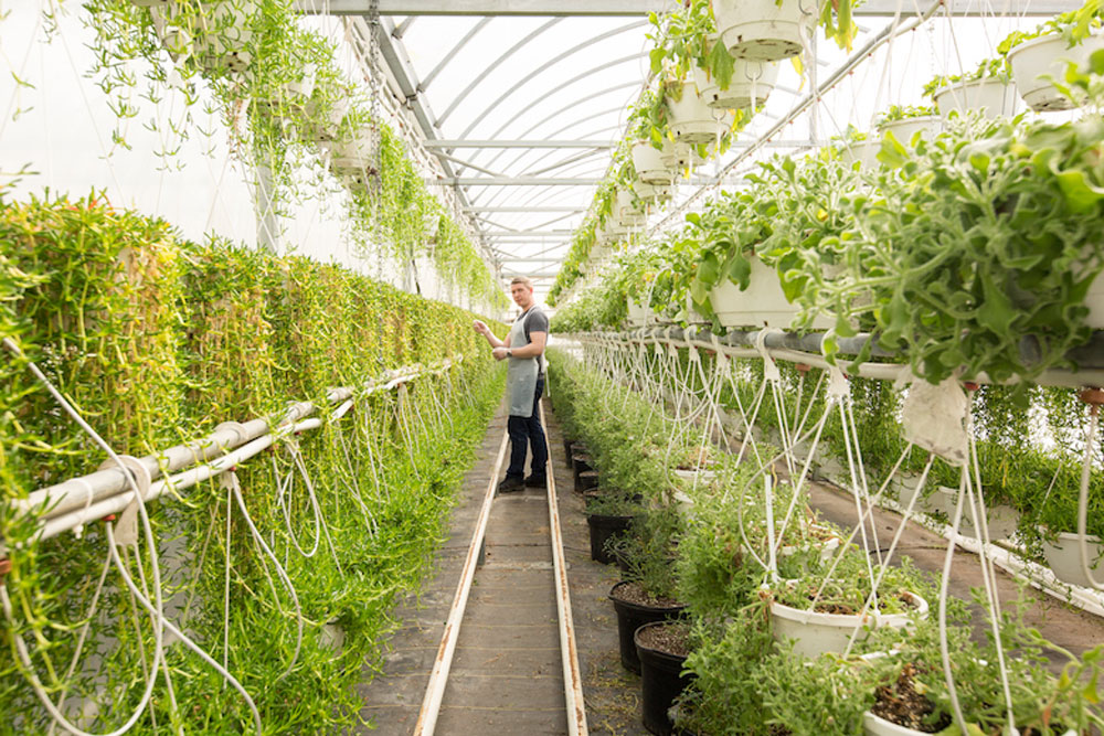 Growing Vertically in Koppert Cress Greenhouse - Photo by Lindsay Morris Courtesy of Edible East End