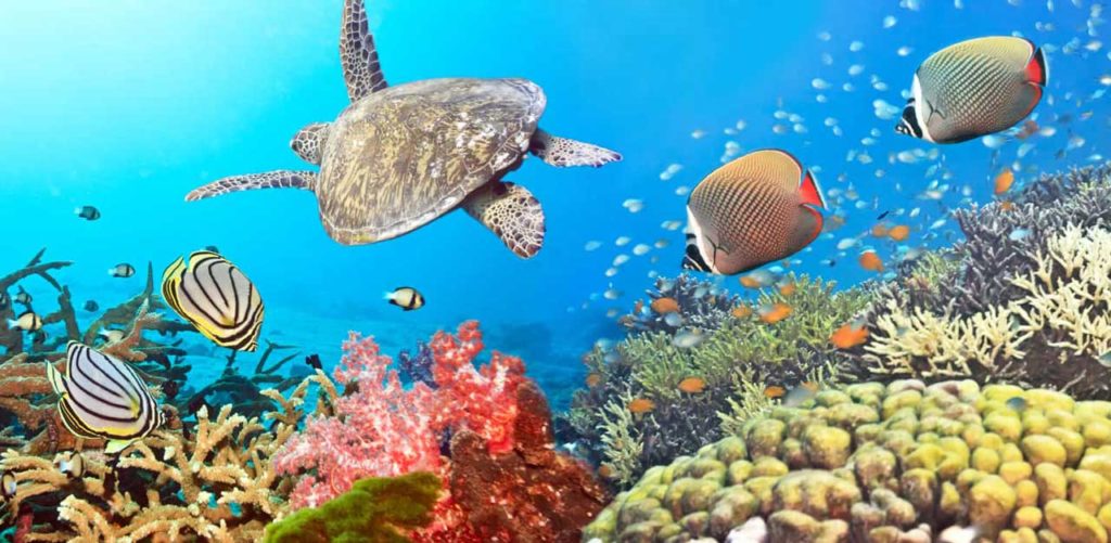 Coral Reef, Courtesy of snorkelsandfins.com