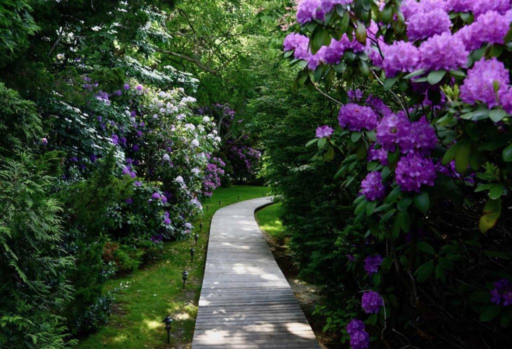 Rhododendrons by the Mill House Inn Walkway, Photo Credit Molly Beaucheman