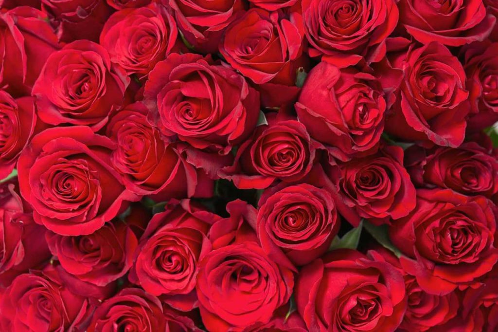 Red Roses for Valentine’s Day