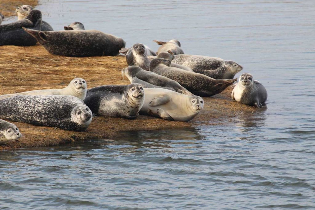Seal Watching - photograph courtesy of CRESLI
