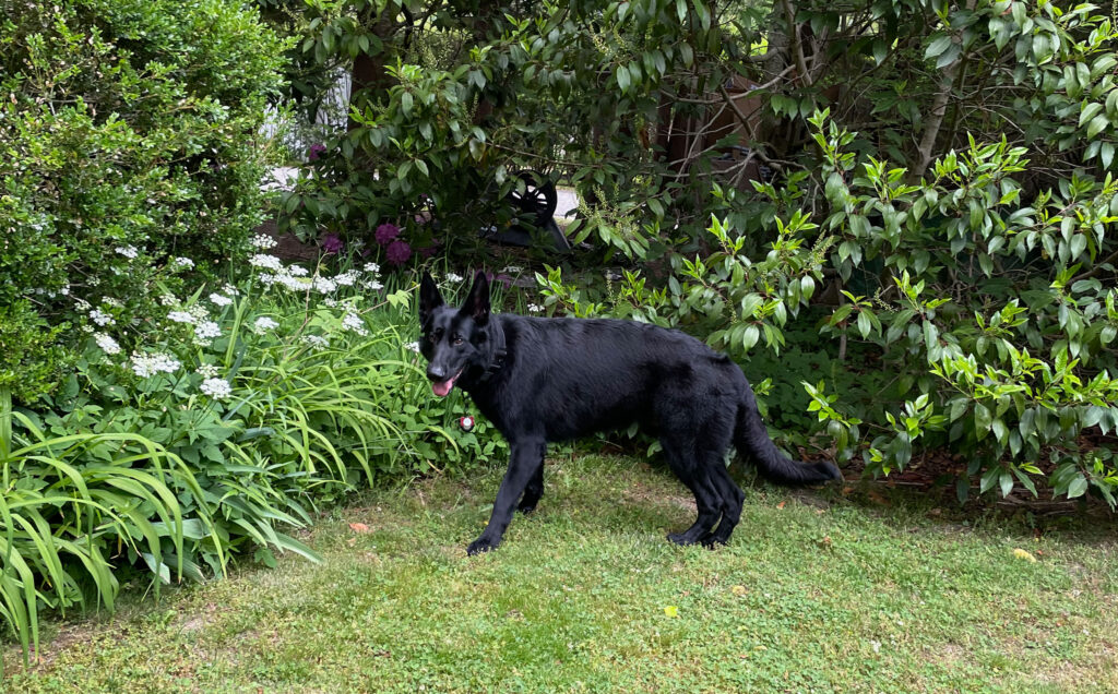 Magic, a black German Shepherd, in the garden at the Mill House Inn