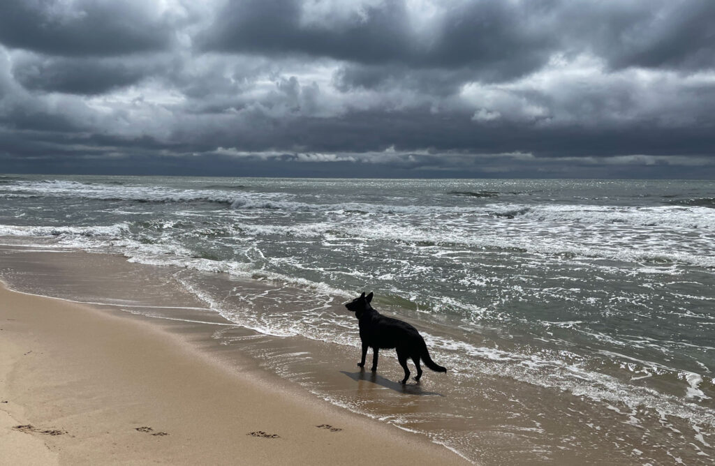 Magic, a black German Shephard on THE ATLANTIC Beach with dramatic clouds